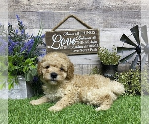 Poodle (Miniature) Puppy for sale in PLAINVILLE, IN, USA