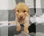 Puppy 4 Goldendoodle-Poodle (Miniature) Mix