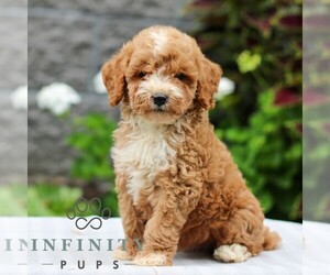 Poodle (Miniature) Puppy for sale in LEOLA, PA, USA