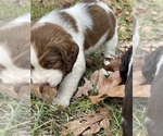 Small Photo #4 English Springer Spaniel Puppy For Sale in STATESVILLE, NC, USA