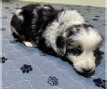 Small #2 Australian Shepherd