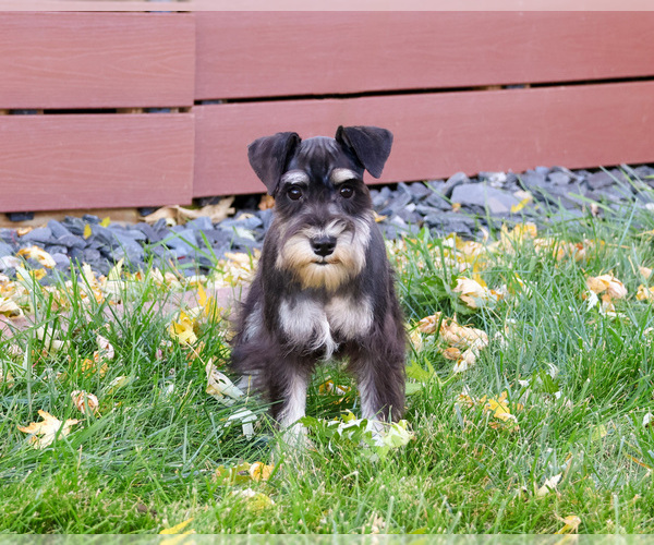 Medium Photo #4 Schnauzer (Miniature) Puppy For Sale in SYRACUSE, IN, USA