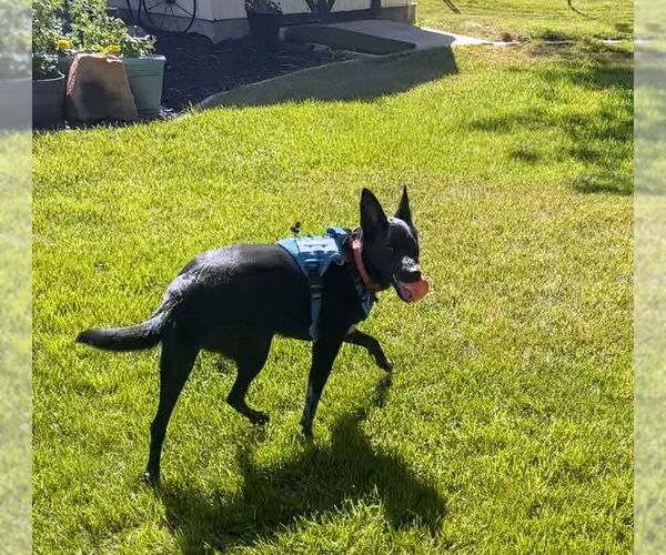 Medium Photo #18 Chihuahua-Unknown Mix Puppy For Sale in Sandy, UT, USA