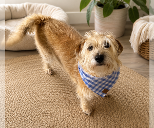 Cairn-Norfolk Terrier Dogs for adoption in Phoenix, AZ, USA