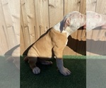 Small Photo #3 American Bulldog Puppy For Sale in RIVERSIDE, CA, USA
