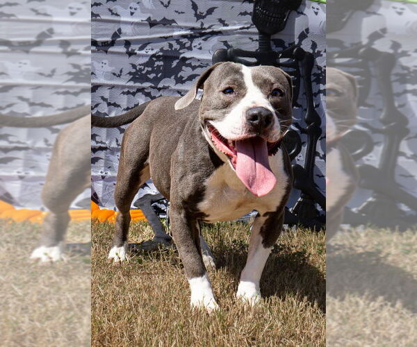 Medium Photo #1 Mutt Puppy For Sale in Abbeville, LA, USA