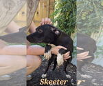 Small #2 Mutt