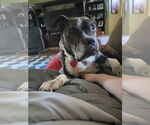 Small #22 Boxer Mix