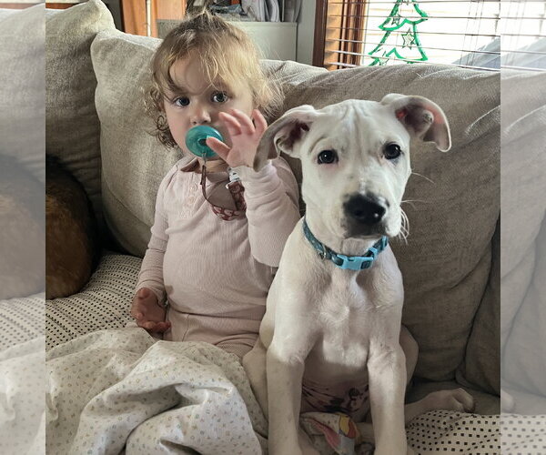 Medium Photo #14 Mutt Puppy For Sale in Brooklyn Center, MN, USA