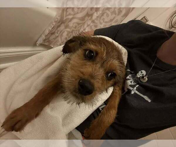 Medium Photo #1 Mutt Puppy For Sale in Aurora, IN, USA