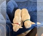 Small Photo #46 French Bulldog Puppy For Sale in BATON ROUGE, LA, USA
