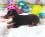 Small #6 Dachshund