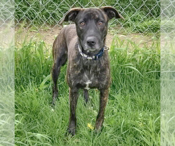Medium Photo #5 Holland Shepherd-Unknown Mix Puppy For Sale in Huntley, IL, USA