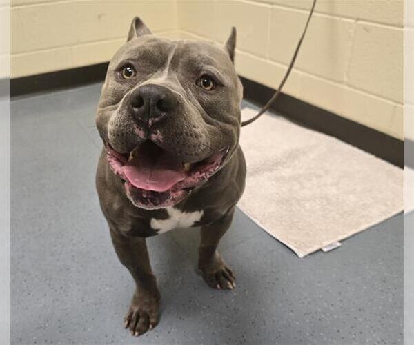 Medium Photo #1 Staffordshire Bull Terrier Puppy For Sale in Denver, CO, USA