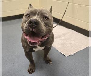 Staffordshire Bull Terrier Dogs for adoption in Denver, CO, USA