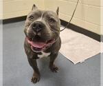 Small Staffordshire Bull Terrier