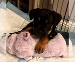 Small #2 Rottweiler Mix