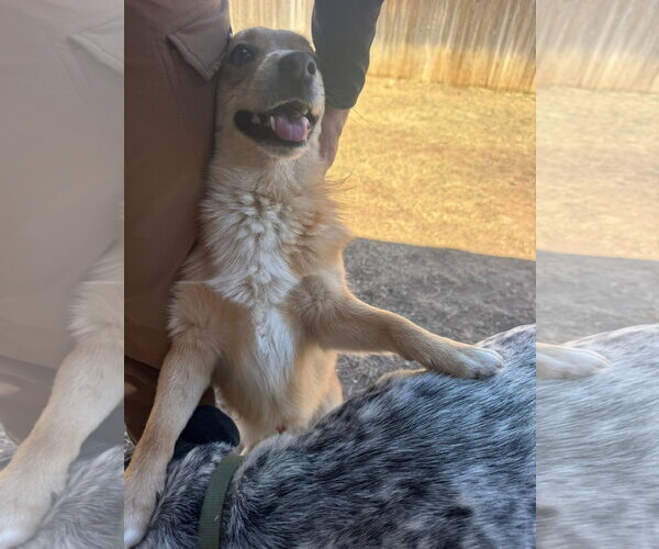 Medium Photo #4 Mutt Puppy For Sale in Grafton, WI, USA