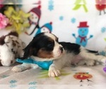 Small Photo #3 Cavalier King Charles Spaniel Puppy For Sale in CLAY, PA, USA