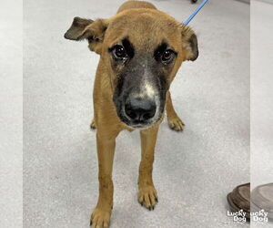 Retriever -Unknown Mix Dogs for adoption in Washington, DC, USA