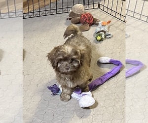 ShihPoo Puppy for sale in GLOUCESTER, VA, USA