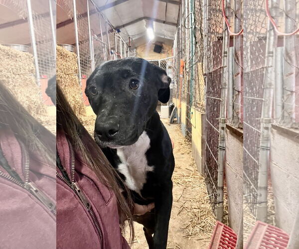 Medium Photo #3 American Staffordshire Terrier-Unknown Mix Puppy For Sale in Tracy City, TN, USA