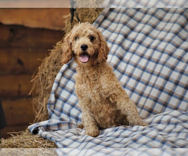 Medium Photo #1 Cockapoo Puppy For Sale in DUNNVILLE, KY, USA