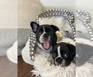 French Bulldog Puppy for sale in JACKSONVILLE, FL, USA