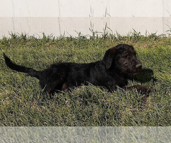 Medium Photo #10 Shepadoodle Puppy For Sale in MOORE, ID, USA