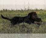 Small Photo #10 Shepadoodle Puppy For Sale in MOORE, ID, USA