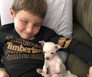 Chihuahua-Chorkie Mix Puppy for sale in CHESTERTOWN, MD, USA