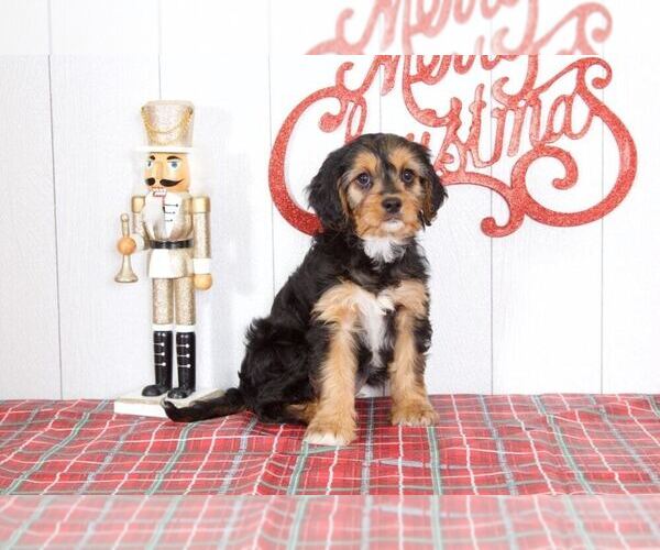 Medium Photo #1 Cavachon Puppy For Sale in BEL AIR, MD, USA