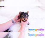 Small Photo #1 Yorkshire Terrier Puppy For Sale in FULLERTON, CA, USA