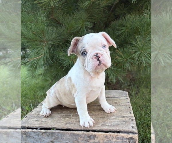 Medium Photo #2 French Bulldog Puppy For Sale in MIDDLEBURY, IN, USA