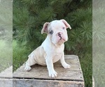 Small #1 French Bulldog