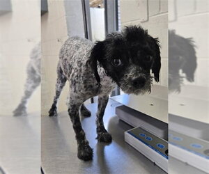 Shih Tzu Dogs for adoption in San Bernardino, CA, USA