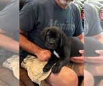 Small Photo #35 Cane Corso Puppy For Sale in REEVESVILLE, SC, USA