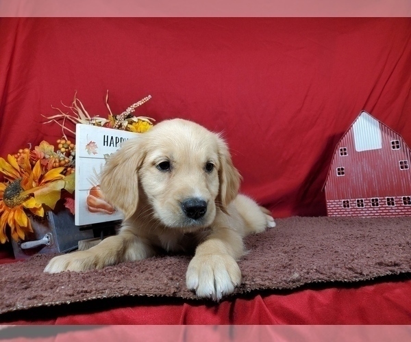 Medium Photo #54 Golden Retriever Puppy For Sale in FALCON, CO, USA