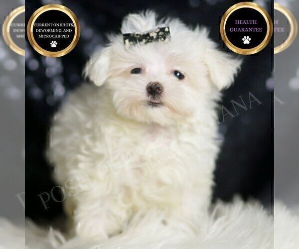 Medium Photo #3 Maltese Puppy For Sale in WARSAW, IN, USA