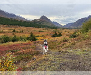 Skye - Female Siberian Husky-Unknown Mix Dog for Adoption - Photo #2