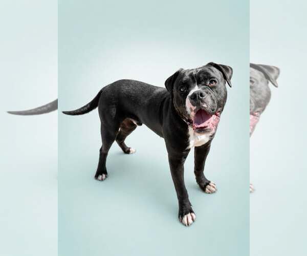 Medium Photo #5 American Bulldog Puppy For Sale in Rockville, MD, USA