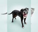 Small #4 American Bulldog