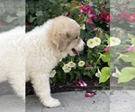 Small #3 Great Pyrenees