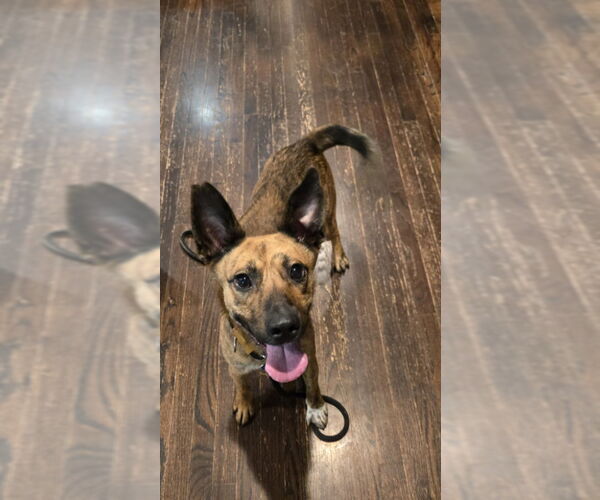 Medium Photo #2 Mutt Puppy For Sale in East Derry, NH, USA