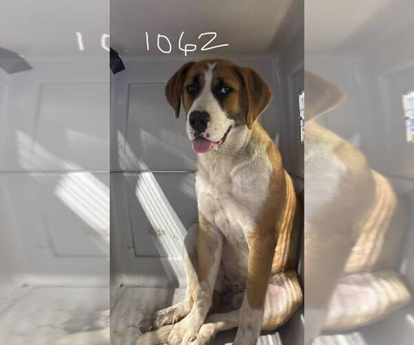 Medium Photo #1 Saint Bernard-Unknown Mix Puppy For Sale in Calgary, Alberta, Canada
