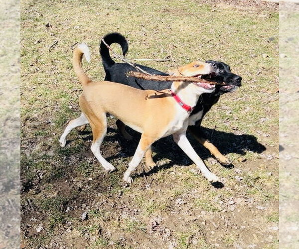 Medium Photo #4 American Pit Bull Terrier-Unknown Mix Puppy For Sale in Germantown, OH, USA
