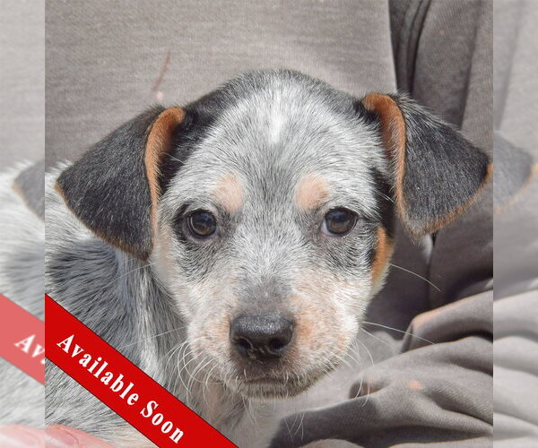 Medium Photo #1 Pug-Unknown Mix Puppy For Sale in Huntley, IL, USA