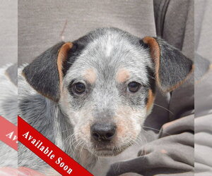 Pug-Unknown Mix Dogs for adoption in Huntley, IL, USA