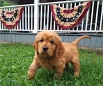 Puppy trooper male Golden Cavalier-Golden Retriever Mix