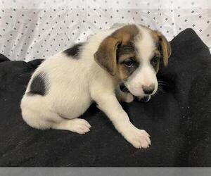 Australian Shepherd-Unknown Mix Dogs for adoption in Modesto, CA, USA